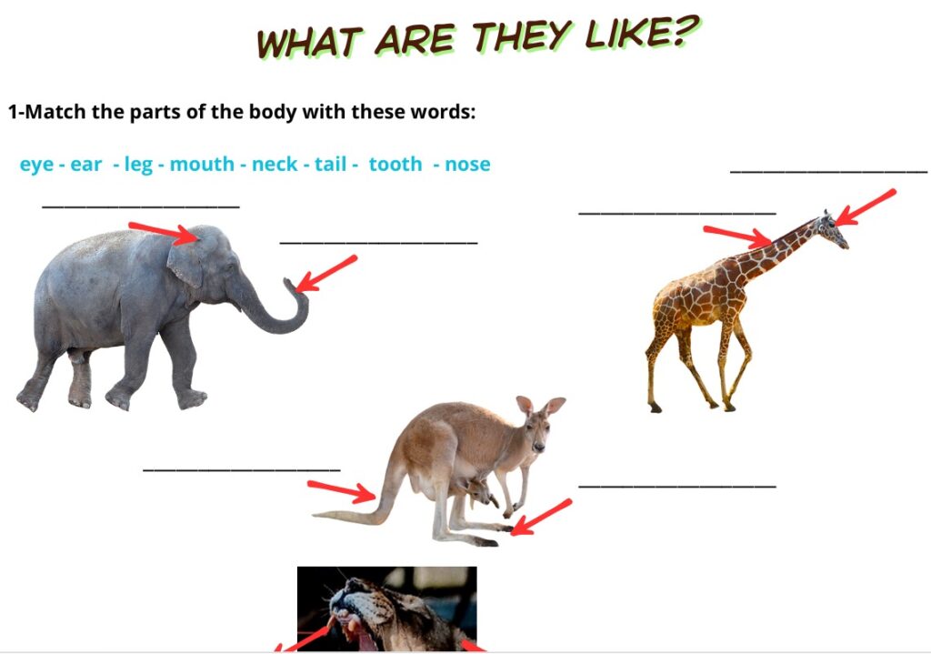 What are they like?